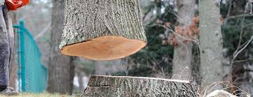 Best Tree Preservation Services  in Plainedge, NY