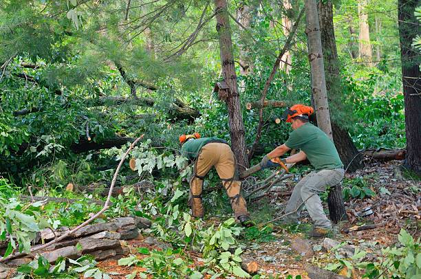 Best Stump Grinding and Removal  in Plainedge, NY
