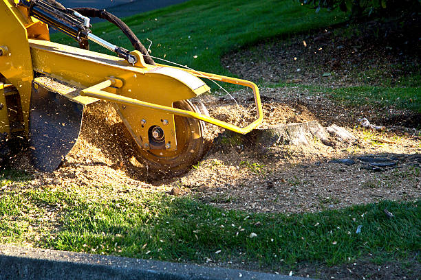 Best Tree Health Inspection  in Plainedge, NY