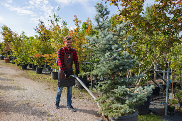 Reliable Plainedge, NY Tree Services Solutions